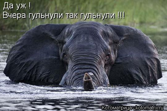 Да уж ! Вчера гульнули так гульнули !!!... Котоматрица: Да уж ! Вчера гульнули так гульнули !!!