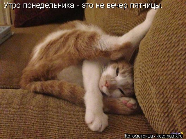 Утро понедельника - это не вечер пятницы.... Котоматрица: Утро понедельника - это не вечер пятницы.