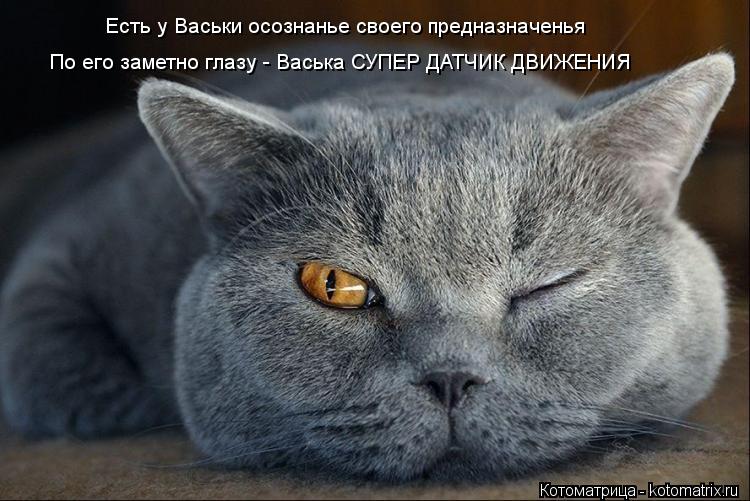 Есть у Васьки осознанье своего предназначенья По его заметно глазу - Васька СУПЕР ДАТЧИК ДВИЖЕНИЯ... Котоматрица: Есть у Васьки осознанье своего предназначенья По его заметно глазу - Васька СУПЕР ДАТЧИК ДВИЖЕНИЯ