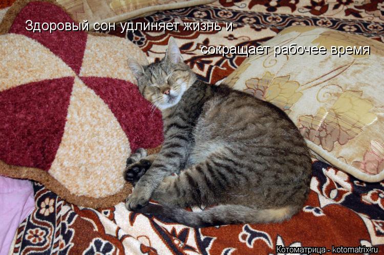 Здоровый сон удлиняет жизнь и сокращает рабочее время... Котоматрица: Здоровый сон удлиняет жизнь и сокращает рабочее время