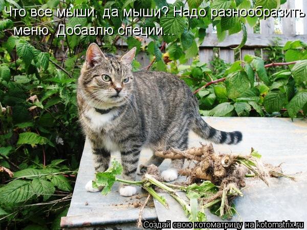 Что все мыши, да мыши? Надо разнообразить меню. Добавлю специи...... Котоматрица: Что все мыши, да мыши? Надо разнообразить меню. Добавлю специи...