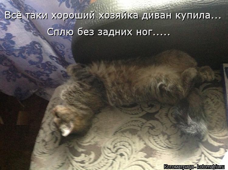 Всё таки хороший хозяйка диван купила... Сплю без задних ног........ Котоматрица: Всё таки хороший хозяйка диван купила... Сплю без задних ног.....
