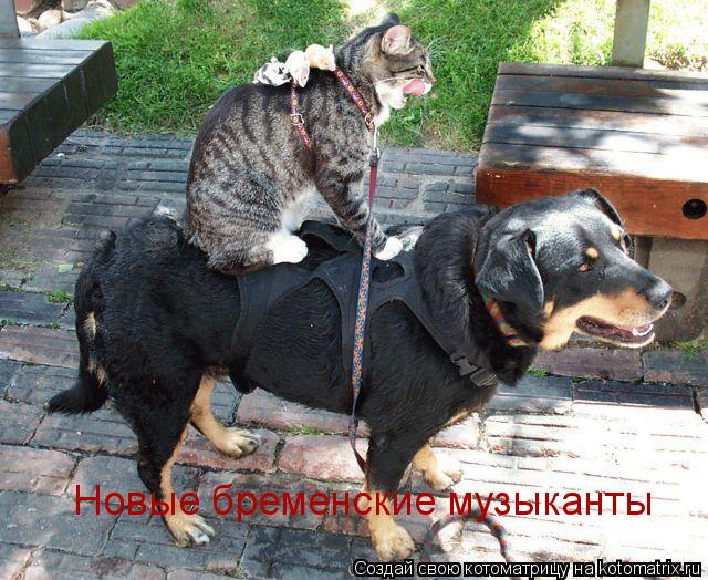 Новые бременские музыканты... Котоматрица: Новые бременские музыканты