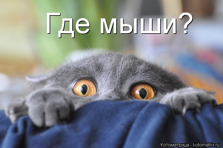 Где мыши?... Котоматрица: Где мыши?
