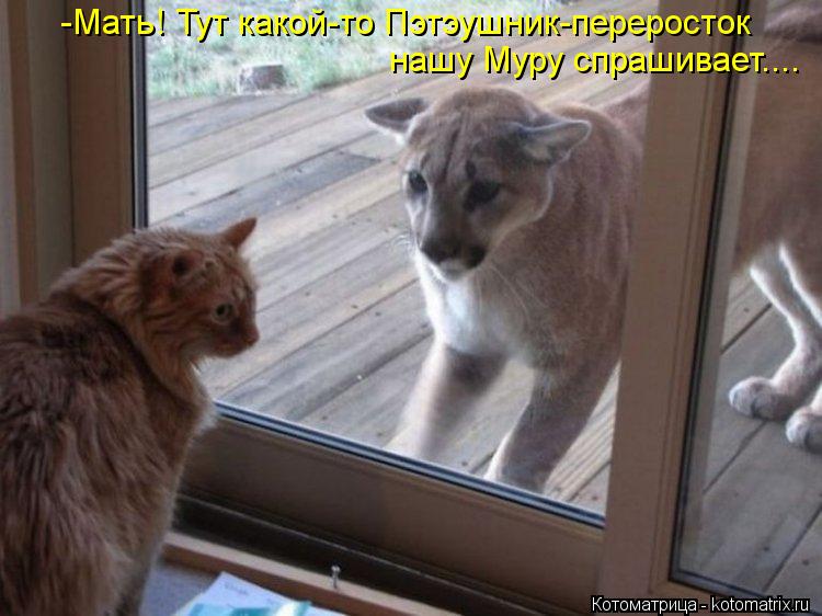 -Мать! Тут какой-то Пэтэушник-переросток нашу Муру спрашивает....... Котоматрица: -Мать! Тут какой-то Пэтэушник-переросток нашу Муру спрашивает....