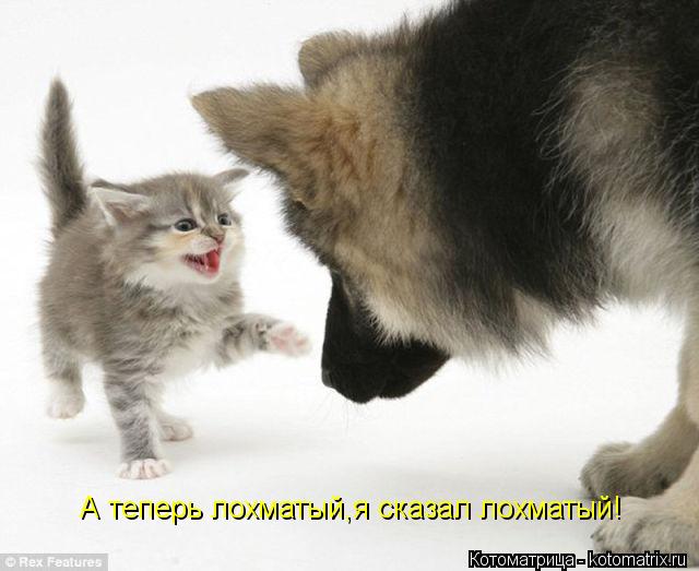 А теперь лохматый,я сказал лохматый!... Котоматрица: А теперь лохматый,я сказал лохматый!