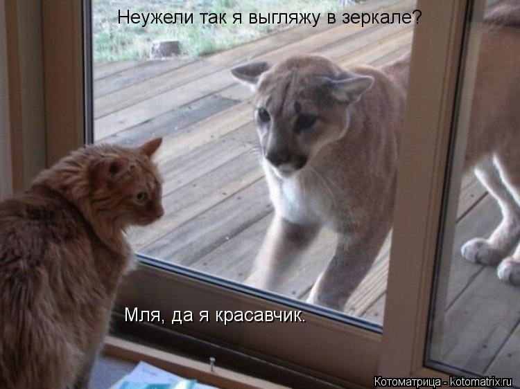 Котоматрица: Неужели так я выгляжу в зеркале? Мля, да я красавчик.