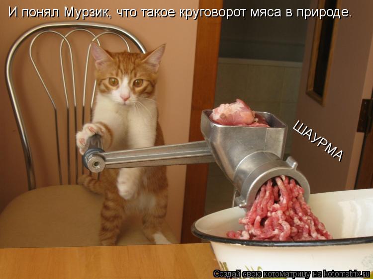 ШАУРМА И понял Мурзик, что такое круговорот мяса в природе.... Котоматрица: ШАУРМА И понял Мурзик, что такое круговорот мяса в природе.