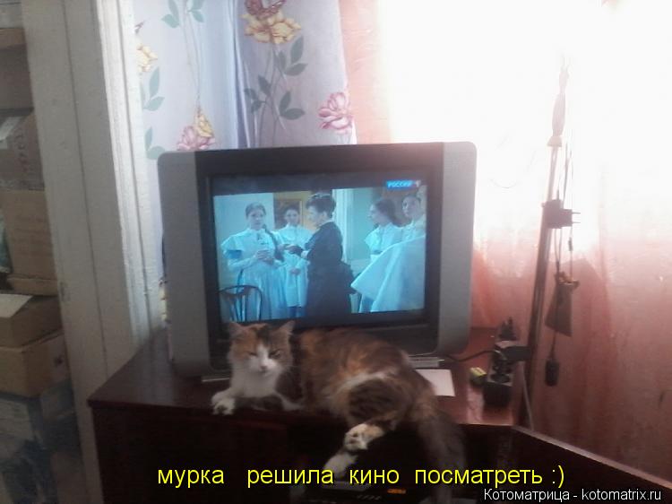 мурка решила кино посматреть :)... Котоматрица: мурка решила кино посматреть :)