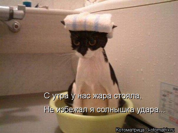 С утра у нас жара стояла, Не избежал я солнышка удара...... Котоматрица: С утра у нас жара стояла, Не избежал я солнышка удара...