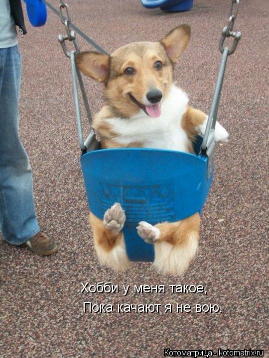 Хобби у меня такое, Пока качают я не вою.... Котоматрица: Хобби у меня такое, Пока качают я не вою.