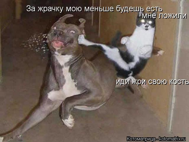 За жрачку мою меньше будешь есть мне ложили иди жри свою кость... Котоматрица: За жрачку мою меньше будешь есть мне ложили иди жри свою кость