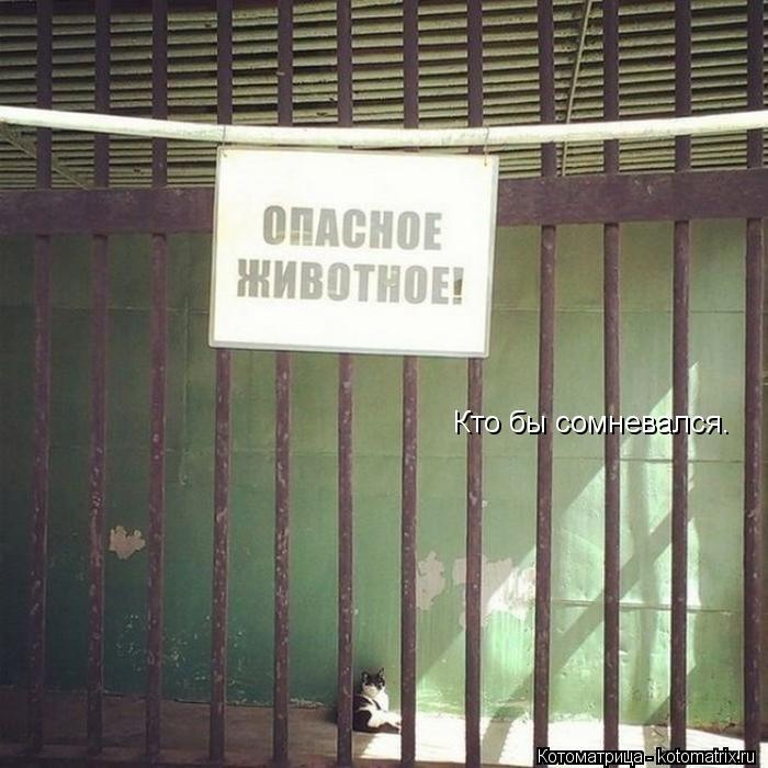 Котоматрица: Кто бы сомневался.
