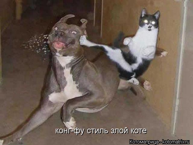 конг-фу стиль злой коте... Котоматрица: конг-фу стиль злой коте
