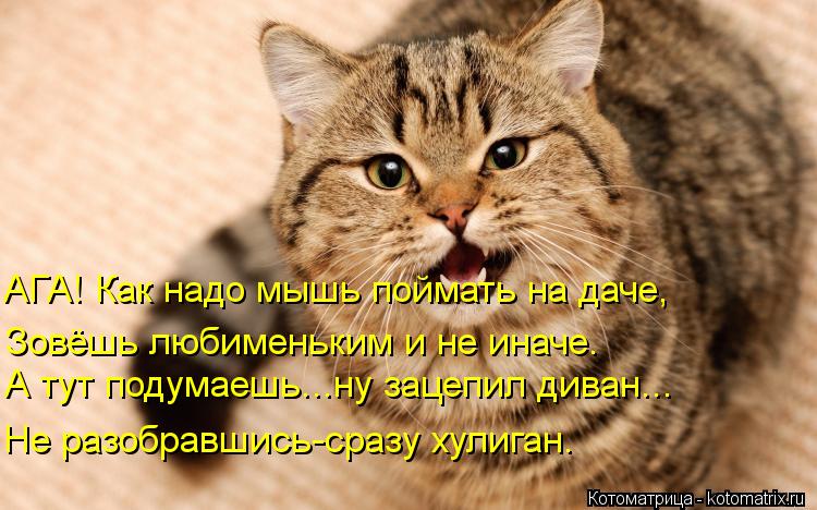 АГА! Как надо мышь поймать на даче, Зовёшь любименьким и не иначе. А тут подумаешь...ну зацепил диван... Котоматрица: АГА! Как надо мышь поймать на даче, Зовёшь любименьким и не иначе. А тут подумаешь...ну зацепил диван... Не разобравшись-сразу хулиган.