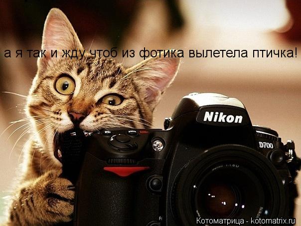 а я так и жду чтоб из фотика вылетела птичка!... Котоматрица: а я так и жду чтоб из фотика вылетела птичка!