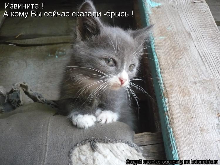 Извините ! А кому Вы сейчас сказали -брысь !... Котоматрица: Извините ! А кому Вы сейчас сказали -брысь !