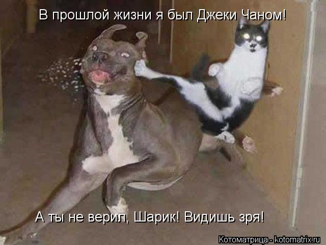 В прошлой жизни я был Джеки Чаном! А ты не верил, Шарик! Видишь зря!... Котоматрица: В прошлой жизни я был Джеки Чаном! А ты не верил, Шарик! Видишь зря!