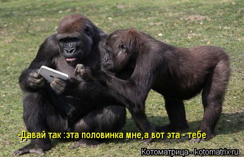 Котоматрица: -Давай так :эта половинка мне,а вот эта - тебе
