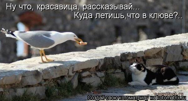 Ну что, красавица, рассказывай... Куда летишь,что в клюве?..... Котоматрица: Ну что, красавица, рассказывай... Куда летишь,что в клюве?..