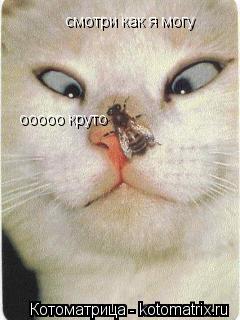 смотри как я могу ооооо круто... Котоматрица: смотри как я могу ооооо круто