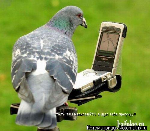 Что ты там написал!?Ух я щас тебя проучуу!!... Котоматрица: Что ты там написал!?Ух я щас тебя проучуу!!