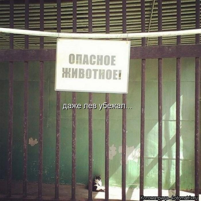 даже лев убежал...... Котоматрица: даже лев убежал...