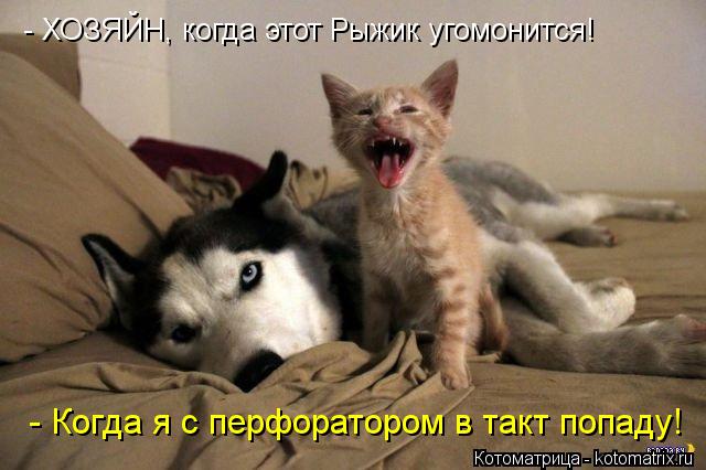 - ХОЗЯЙН, когда этот Рыжик угомонится! - Когда я с перфоратором в такт попаду!... Котоматрица: - ХОЗЯЙН, когда этот Рыжик угомонится! - Когда я с перфоратором в такт попаду!