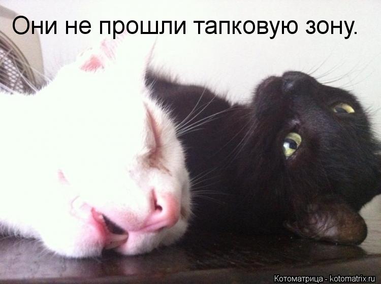 Они не прошли тапковую зону.... Котоматрица: Они не прошли тапковую зону.