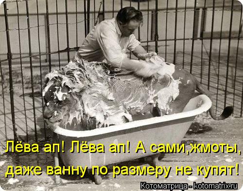 Лёва ап! Лёва ап! А сами,жмоты, даже ванну по размеру не купят!... Котоматрица: Лёва ап! Лёва ап! А сами,жмоты, даже ванну по размеру не купят!