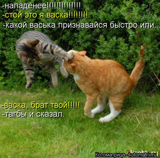-нападенее!!!!!!!!!!!!!! -стой это я васка!!!!!!!! -какой васька признавайся быстро или... -васка, бр... Котоматрица: -нападенее!!!!!!!!!!!!!! -стой это я васка!!!!!!!! -какой васька признавайся быстро или... -васка, брат твой!!!!! -тагбы и сказал.