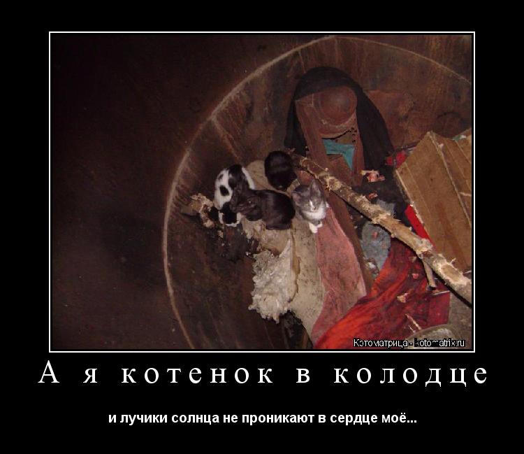 А я котенок в колодце и лучики солнца не проникают в сердце моё...... Котоматрица: А я котенок в колодце и лучики солнца не проникают в сердце моё...