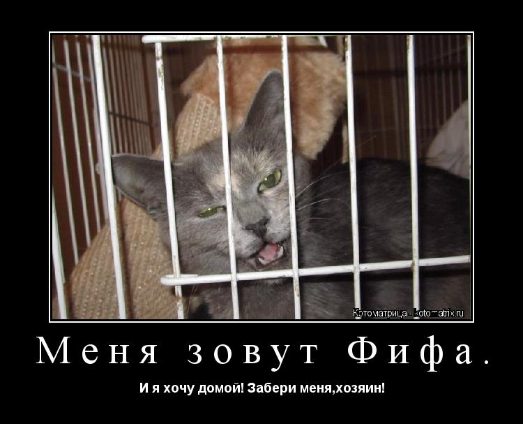 Меня зовут Фифа. И я хочу домой! Забери меня,хозяин!... Котоматрица: Меня зовут Фифа. И я хочу домой! Забери меня,хозяин!