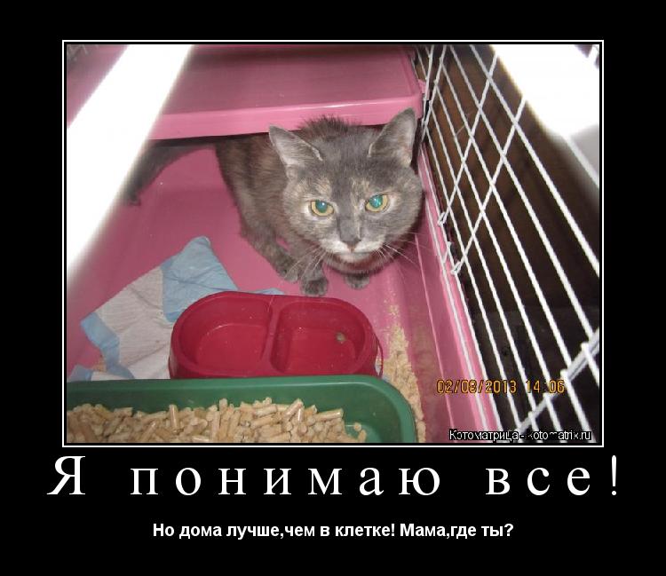 Я понимаю все! Но дома лучше,чем в клетке! Мама,где ты?... Котоматрица: Я понимаю все! Но дома лучше,чем в клетке! Мама,где ты?