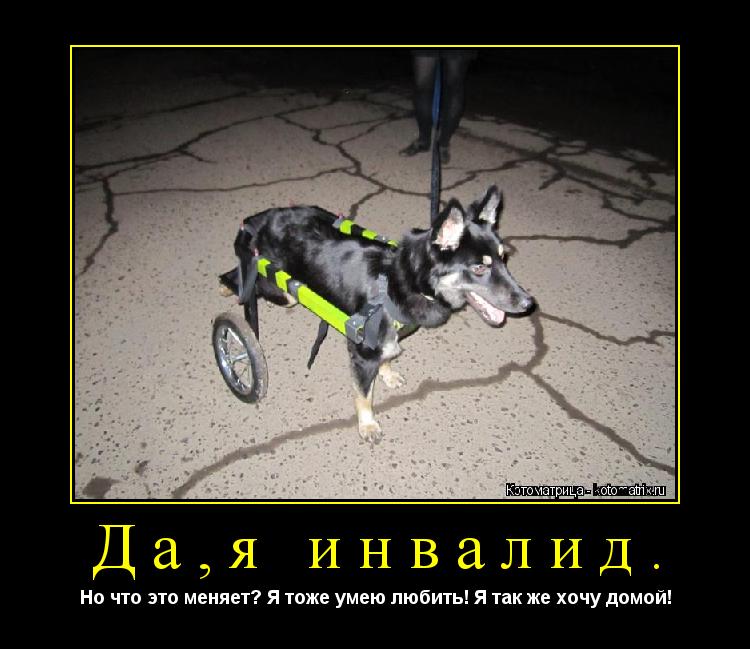 Да,я инвалид. Но что это меняет? Я тоже умею любить! Я так же хочу домой!... Котоматрица: Да,я инвалид. Но что это меняет? Я тоже умею любить! Я так же хочу домой!