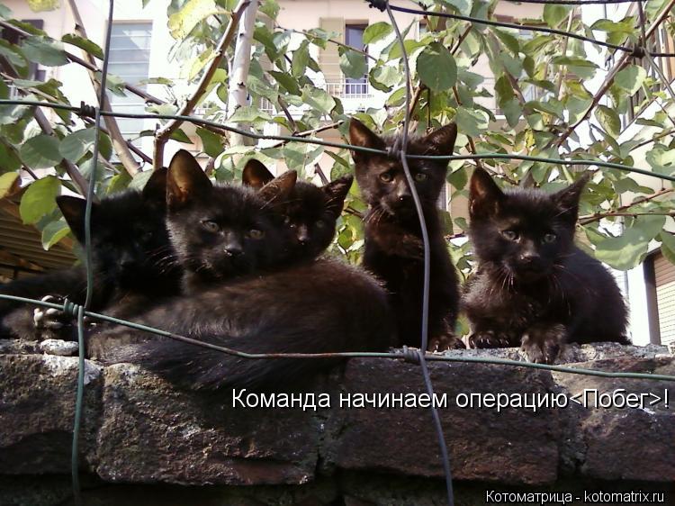 Команда начинаем операцию<Побег>!... Котоматрица: Команда начинаем операцию<Побег>!