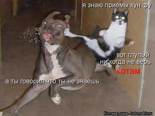 я знаю приёмы кун фу а ты говорил что ты не знаешь вот глупый ни когда не верь котам... Котоматрица: я знаю приёмы кун фу а ты говорил что ты не знаешь вот глупый ни когда не верь котам