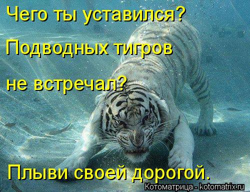 Чего ты уставился? Подводных тигров не встречал? Плыви своей дорогой.... Котоматрица: Чего ты уставился? Подводных тигров не встречал? Плыви своей дорогой.