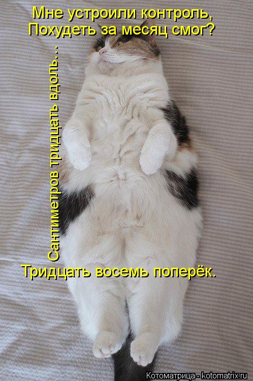 Мне устроили контроль, Похудеть за месяц смог? Сантиметров тридцать вдоль… Тридцать восемь поперёк.... Котоматрица: Мне устроили контроль, Похудеть за месяц смог? Сантиметров тридцать вдоль… Тридцать восемь поперёк.