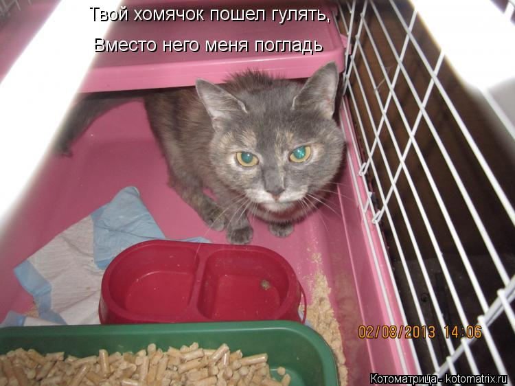Твой хомячок пошел гулять, Вместо него меня погладь... Котоматрица: Твой хомячок пошел гулять, Вместо него меня погладь