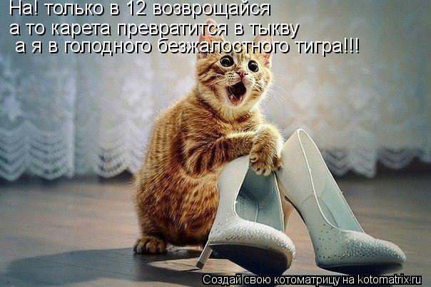 На! только в 12 возврощайся а то карета превратится в тыкву а я в голодного безжалостного тигра!!!... Котоматрица: На! только в 12 возврощайся а то карета превратится в тыкву а я в голодного безжалостного тигра!!!