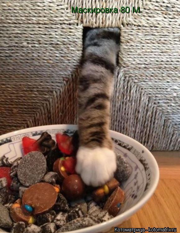Маскировка 80 lvl... Котоматрица: Маскировка 80 lvl