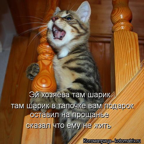 Эй хозяева там шарик там шарик в тапочке вам подарок оставил на прощанье сказал что ему не жить... Котоматрица: Эй хозяева там шарик там шарик в тапочке вам подарок оставил на прощанье сказал что ему не жить