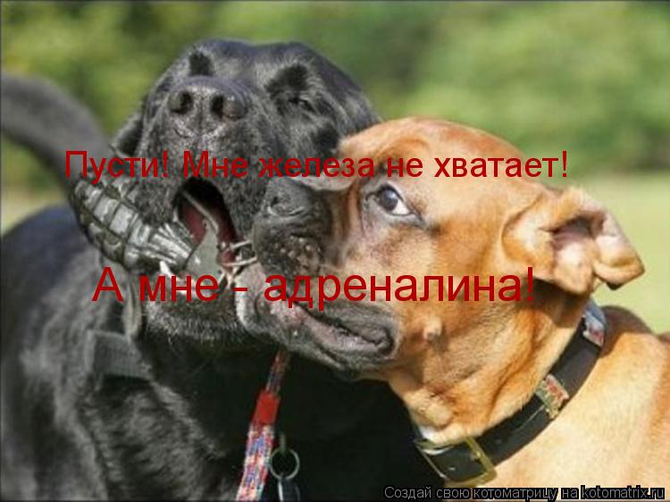 Пусти! Мне железа не хватает! А мне - адреналина!... Котоматрица: Пусти! Мне железа не хватает! А мне - адреналина!