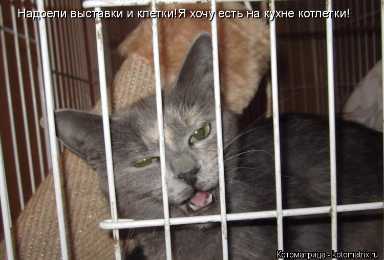 Надоели выставки и клетки!Я хочу есть на кухне котлетки!... Котоматрица: Надоели выставки и клетки!Я хочу есть на кухне котлетки!
