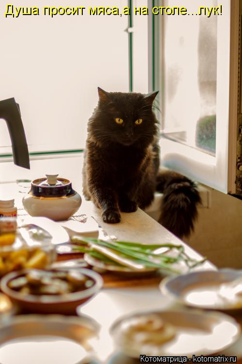 Душа просит мяса,а на столе...лук!... Котоматрица: Душа просит мяса,а на столе...лук!