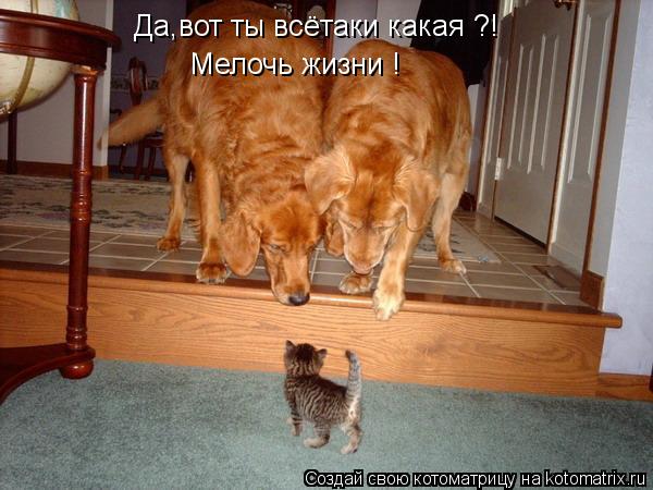 Да,вот ты всётаки какая ?! Мелочь жизни !... Котоматрица: Да,вот ты всётаки какая ?! Мелочь жизни !