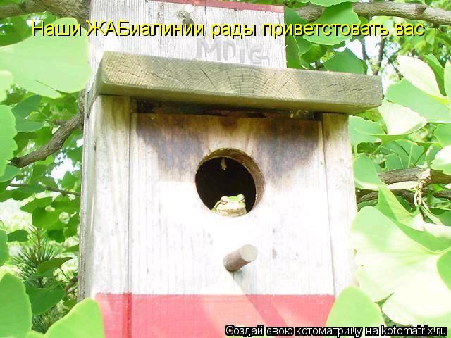 Наши ЖАБиалинии рады приветстовать вас... Котоматрица: Наши ЖАБиалинии рады приветстовать вас