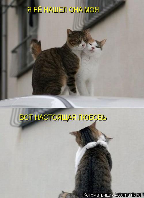 ВОТ НАСТОЯЩАЯ ЛЮБОВЬ Я ЕЁ НАШЕЛ ОНА МОЯ... Котоматрица: ВОТ НАСТОЯЩАЯ ЛЮБОВЬ Я ЕЁ НАШЕЛ ОНА МОЯ