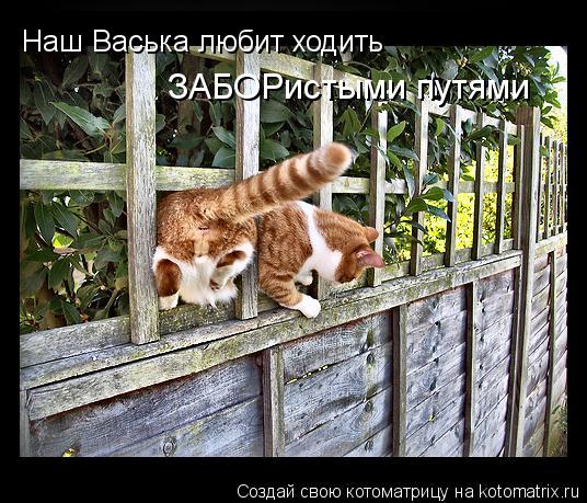 Наш Васька любит ходить ЗАБОРистыми путями... Котоматрица: Наш Васька любит ходить ЗАБОРистыми путями
